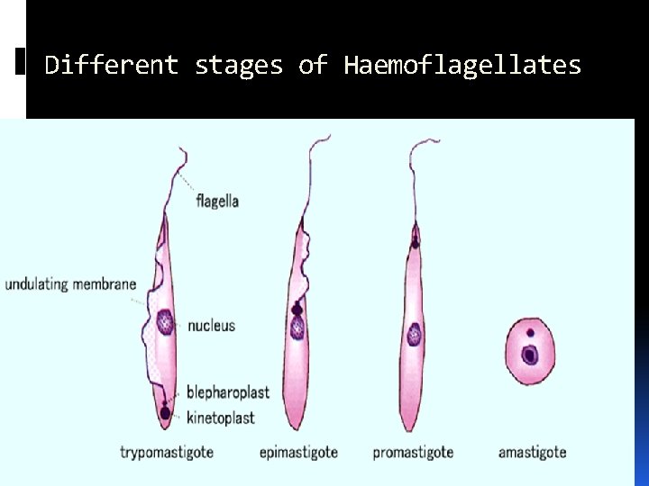 Different stages of Haemoflagellates 