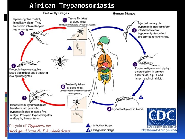 African Trypanosomiasis Life cycle of Trypanosoma brucei gambiense & T. b. rhodesiense 