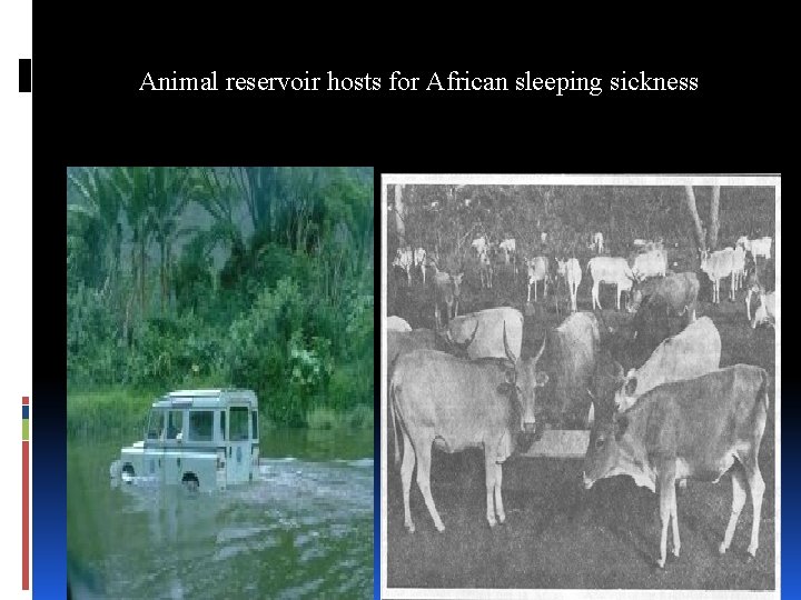 Animal reservoir hosts for African sleeping sickness 