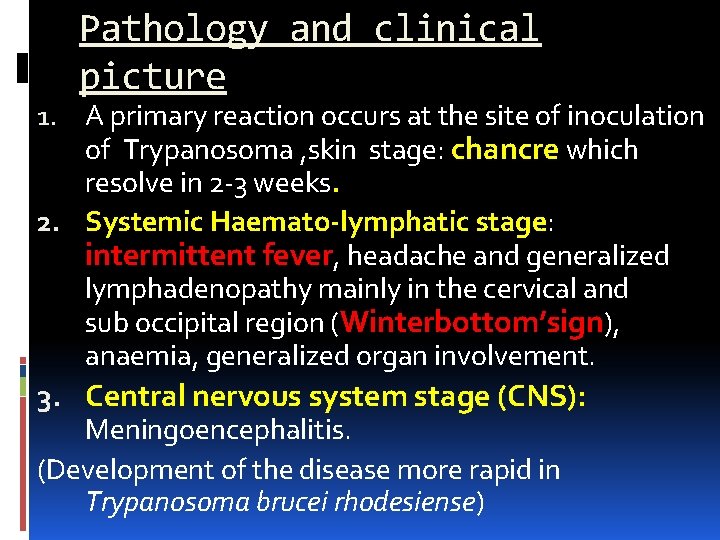 Pathology and clinical picture 1. A primary reaction occurs at the site of inoculation