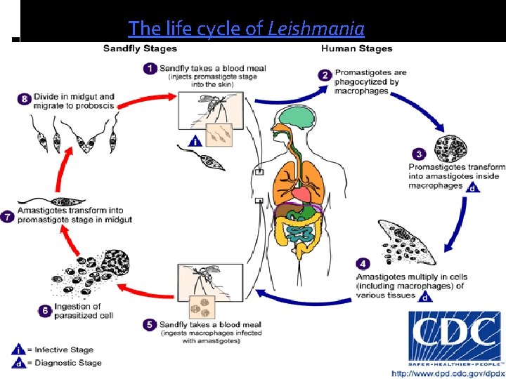 The life cycle of Leishmania 