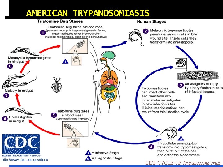 AMERICAN TRYPANOSOMIASIS LIFE CYCLE OF Trypanosoma cruzi 