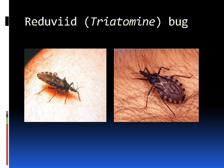 Reduviid (Triatomine) bug 