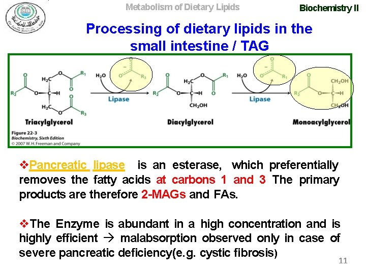 Metabolism of Dietary Lipids Biochemistry II Processing of dietary lipids in the small intestine