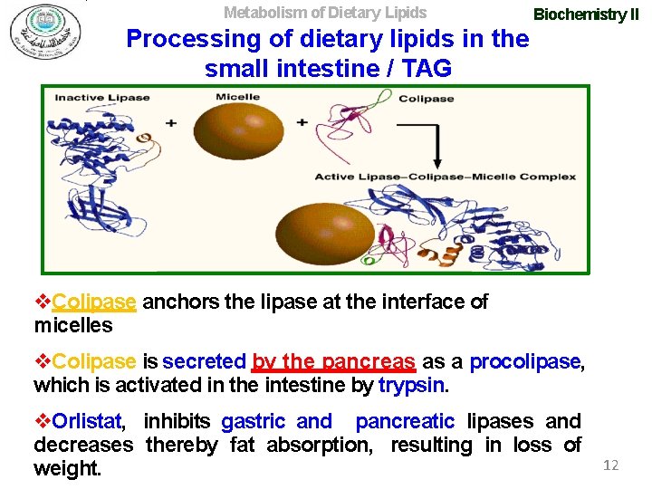 Metabolism of Dietary Lipids Biochemistry II Processing of dietary lipids in the small intestine
