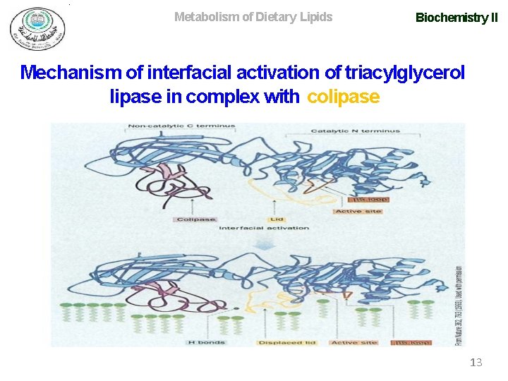 Metabolism of Dietary Lipids Biochemistry II Mechanism of interfacial activation of triacylglycerol lipase in