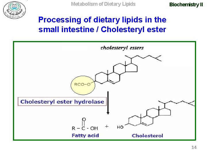 Metabolism of Dietary Lipids Biochemistry II Processing of dietary lipids in the small intestine