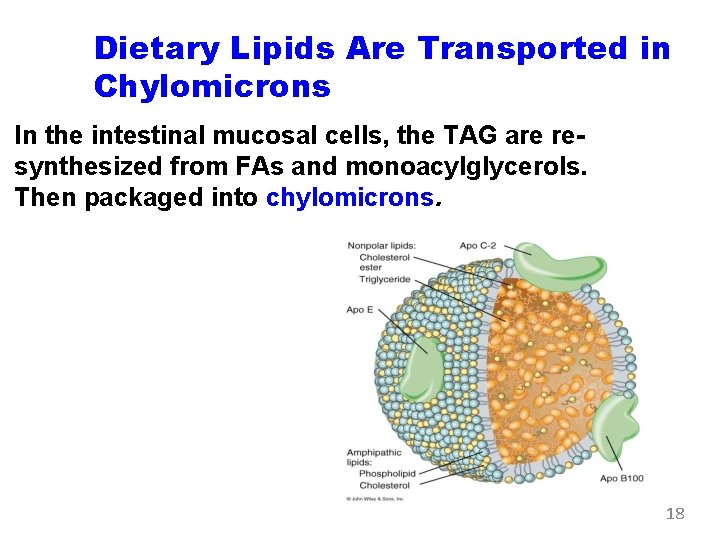 Dietary Lipids Are Transported in Chylomicrons In the intestinal mucosal cells, the TAG are