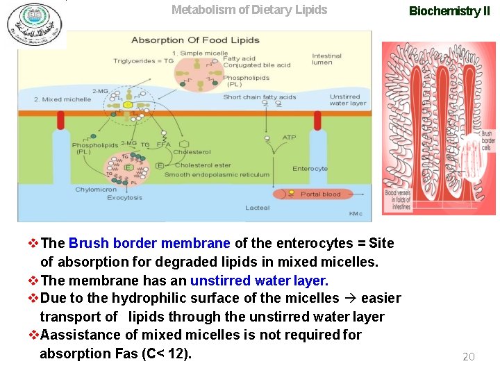 Metabolism of Dietary Lipids The Brush border membrane of the enterocytes = Site of