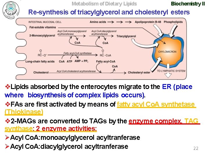 Metabolism of Dietary Lipids Biochemistry II Re-synthesis of triacylglycerol and cholesteryl esters Lipids absorbed