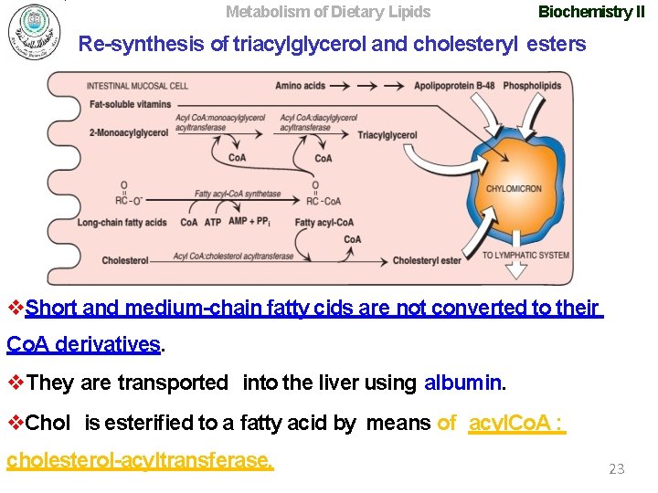 Metabolism of Dietary Lipids Biochemistry II Re-synthesis of triacylglycerol and cholesteryl esters Short and