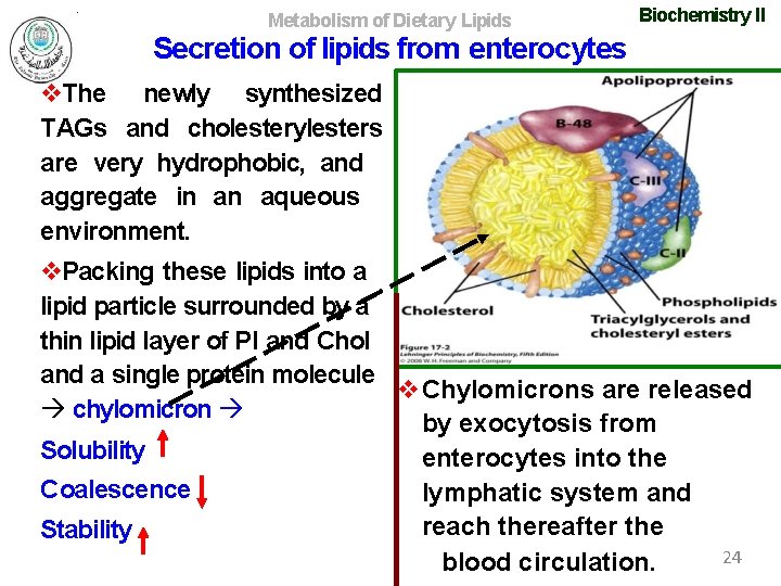 Metabolism of Dietary Lipids Biochemistry II Secretion of lipids from enterocytes The newly synthesized
