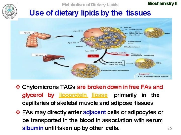 Metabolism of Dietary Lipids Biochemistry II Use of dietary lipids by the tissues Chylomicrons