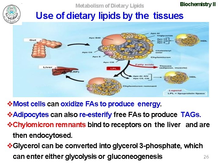 Metabolism of Dietary Lipids Biochemistry II Use of dietary lipids by the tissues Most