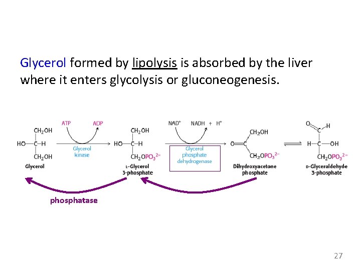 Glycerol formed by lipolysis is absorbed by the liver where it enters glycolysis or