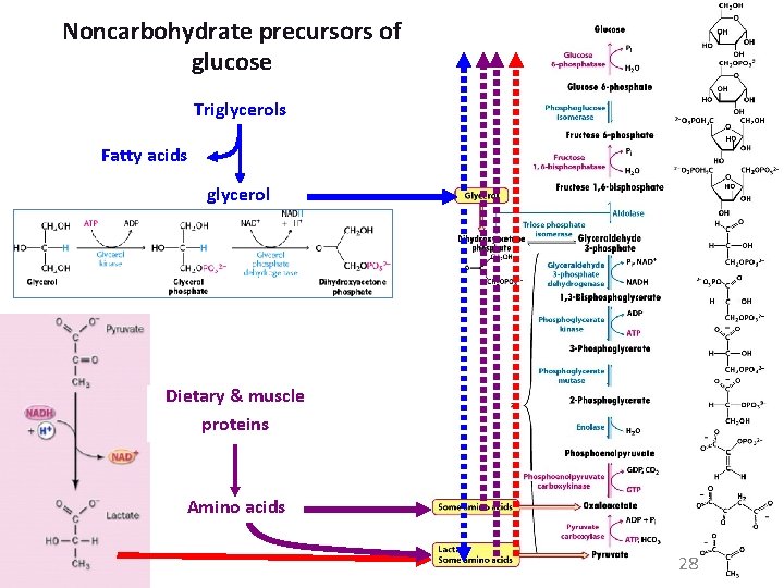 Noncarbohydrate precursors of glucose Triglycerols Fatty acids glycerol Dietary & muscle proteins Amino acids