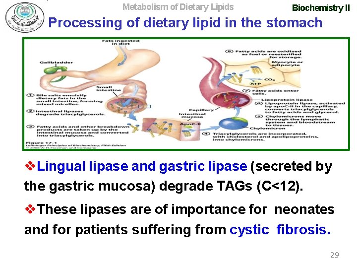 Metabolism of Dietary Lipids Biochemistry II Processing of dietary lipid in the stomach Lingual