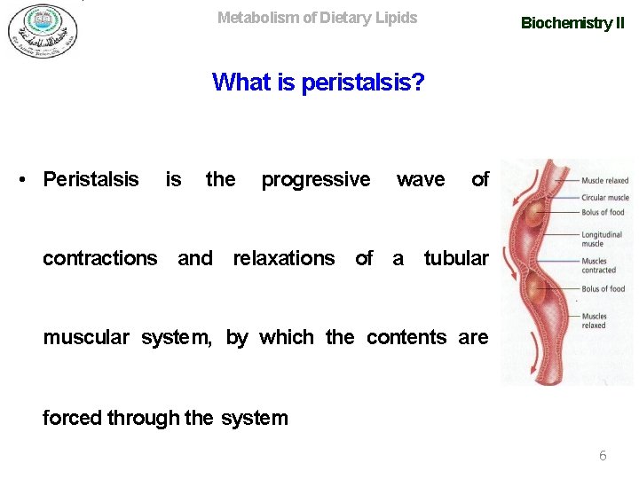 Metabolism of Dietary Lipids Biochemistry II What is peristalsis? • Peristalsis is the progressive