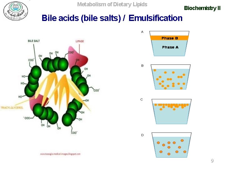 Metabolism of Dietary Lipids Biochemistry II Bile acids (bile salts) / Emulsification 9 