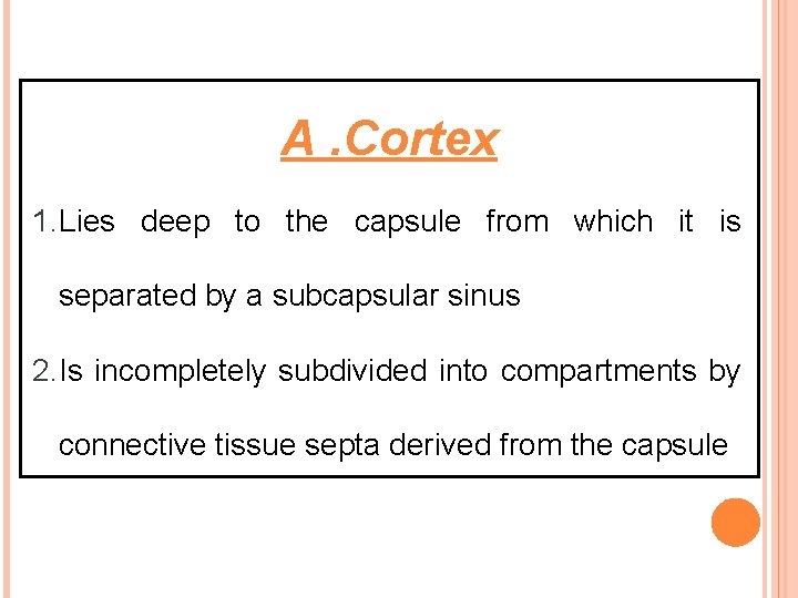 A. Cortex 1. Lies deep to the capsule from which it is separated by