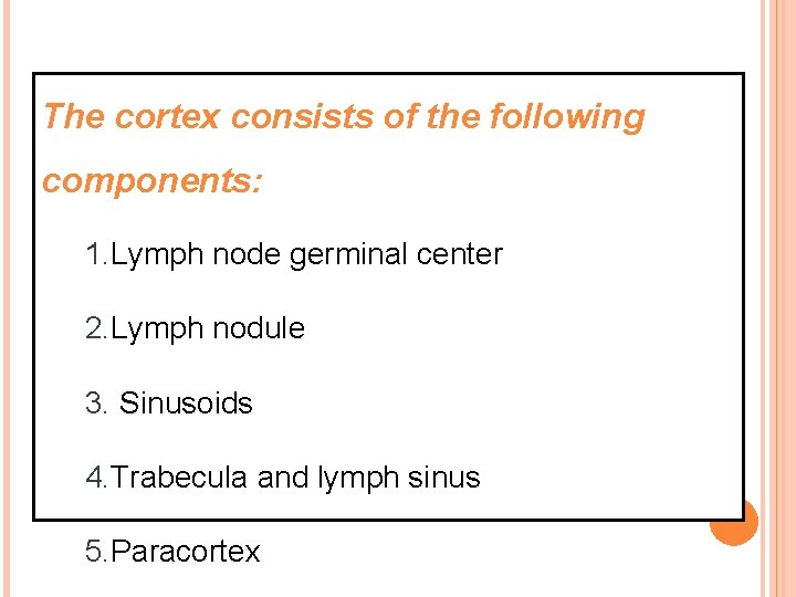 The cortex consists of the following components: 1. Lymph node germinal center 2. Lymph