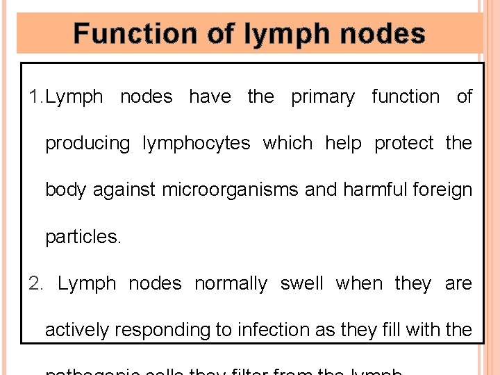 Function of lymph nodes 1. Lymph nodes have the primary function of producing lymphocytes