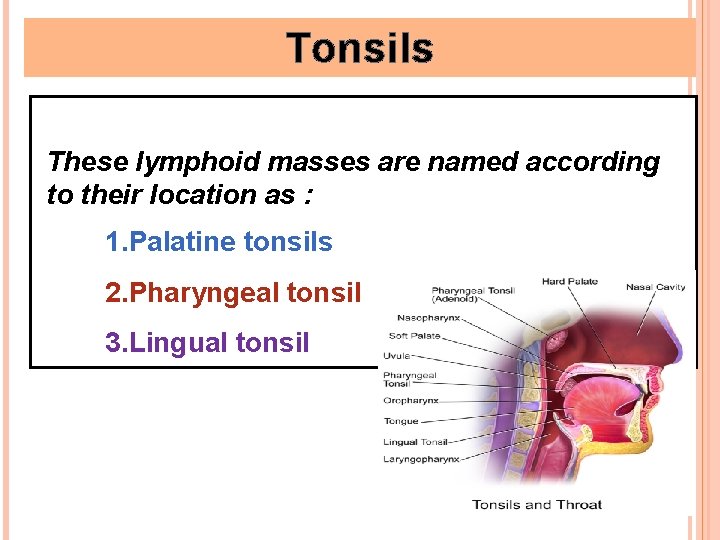 Tonsils These lymphoid masses are named according to their location as : 1. Palatine