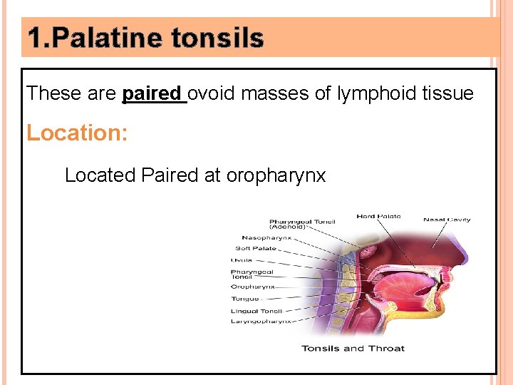 1. Palatine tonsils These are paired ovoid masses of lymphoid tissue Location: Located Paired
