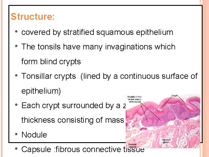 Structure: • covered by stratified squamous epithelium • The tonsils have many invaginations which