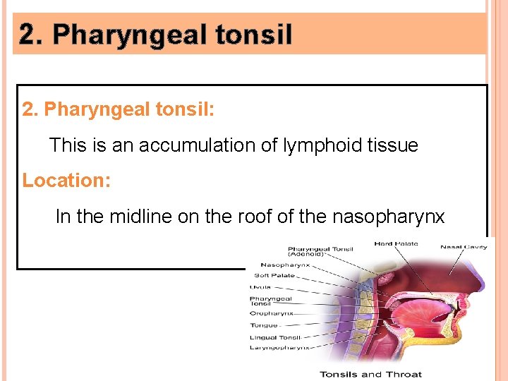 2. Pharyngeal tonsil: This is an accumulation of lymphoid tissue Location: In the midline