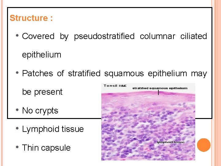 Structure : • Covered by pseudostratified columnar ciliated epithelium • Patches of stratified squamous