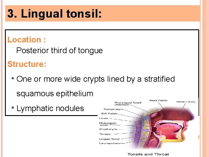 3. Lingual tonsil: Location : Posterior third of tongue Structure: • One or more