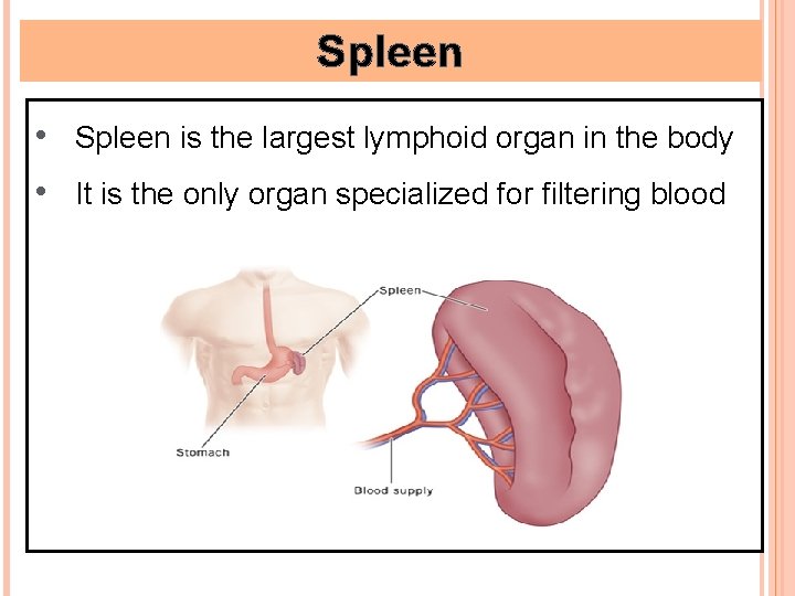 Spleen • Spleen is the largest lymphoid organ in the body • It is