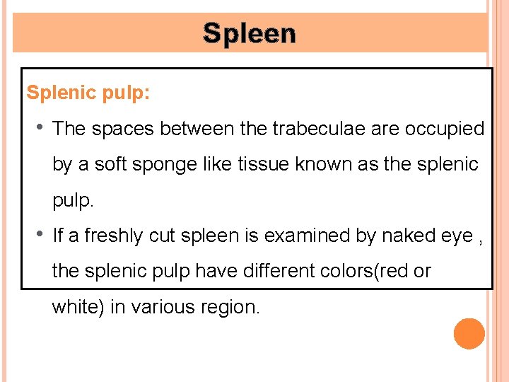 Spleen Splenic pulp: • The spaces between the trabeculae are occupied by a soft