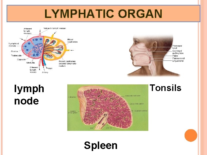 LYMPHATIC ORGAN Tonsils lymph node Spleen 