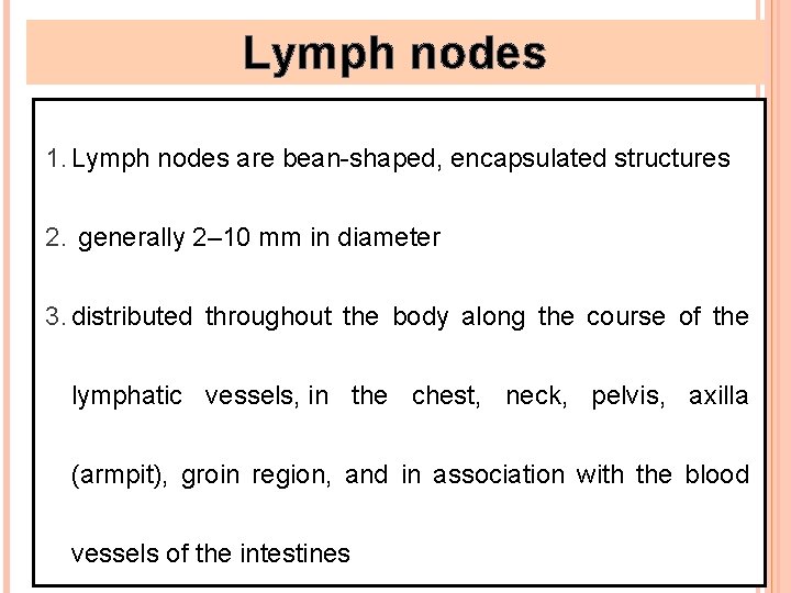 Lymph nodes 1. Lymph nodes are bean-shaped, encapsulated structures 2. generally 2– 10 mm
