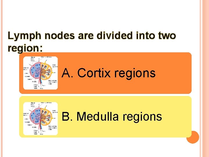 Lymph nodes are divided into two region: A. Cortix regions B. Medulla regions 