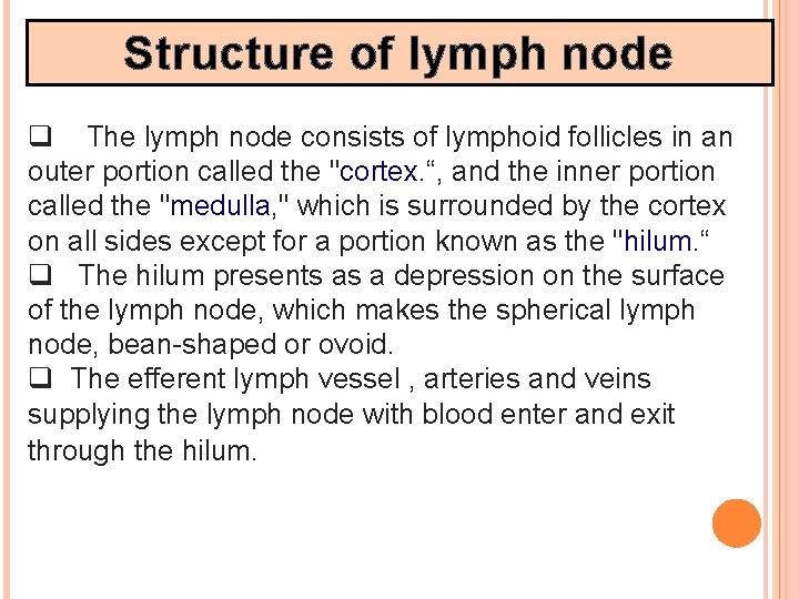 Structure of lymph node q The lymph node consists of lymphoid follicles in an