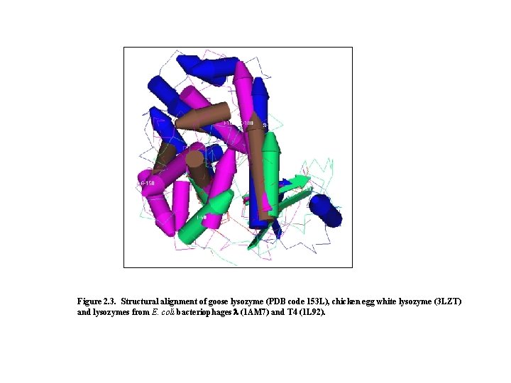 Figure 2. 3. Structural alignment of goose lysozyme (PDB code 153 L), chicken egg