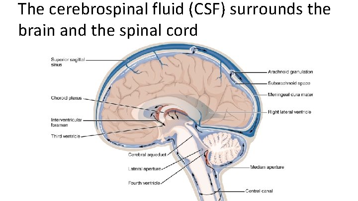 The cerebrospinal fluid (CSF) surrounds the brain and the spinal cord 