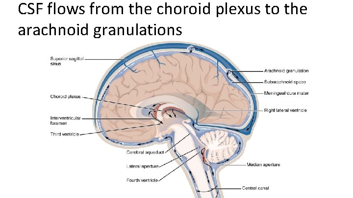 CSF flows from the choroid plexus to the arachnoid granulations 