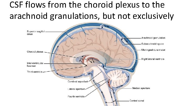 CSF flows from the choroid plexus to the arachnoid granulations, but not exclusively 