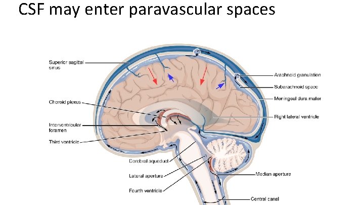 CSF may enter paravascular spaces 