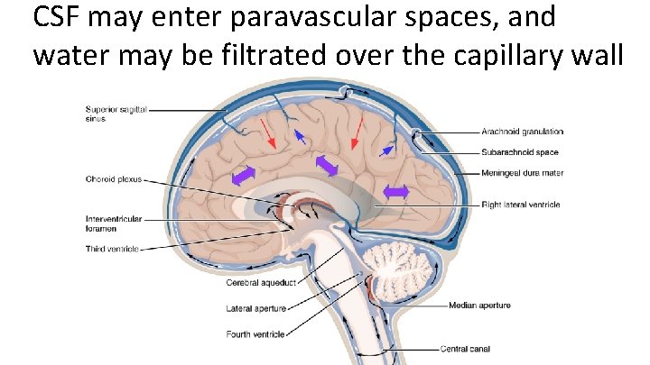 CSF may enter paravascular spaces, and water may be filtrated over the capillary wall