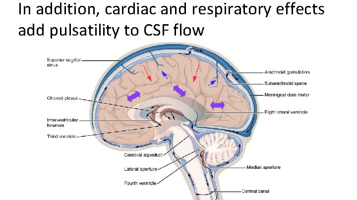 In addition, cardiac and respiratory effects add pulsatility to CSF flow 