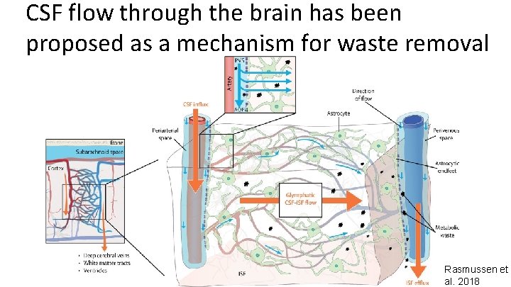 CSF flow through the brain has been proposed as a mechanism for waste removal