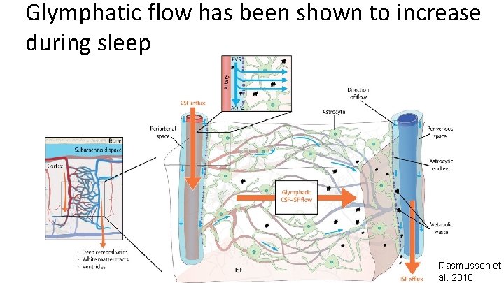 Glymphatic flow has been shown to increase during sleep Rasmussen et al. 2018 