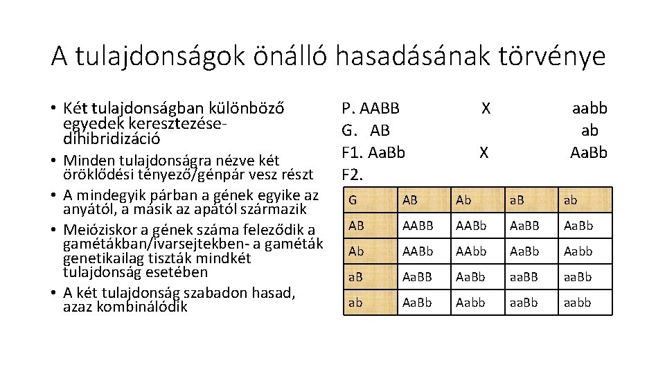 A tulajdonságok önálló hasadásának törvénye • Két tulajdonságban különböző egyedek keresztezése- dihibridizáció • Minden