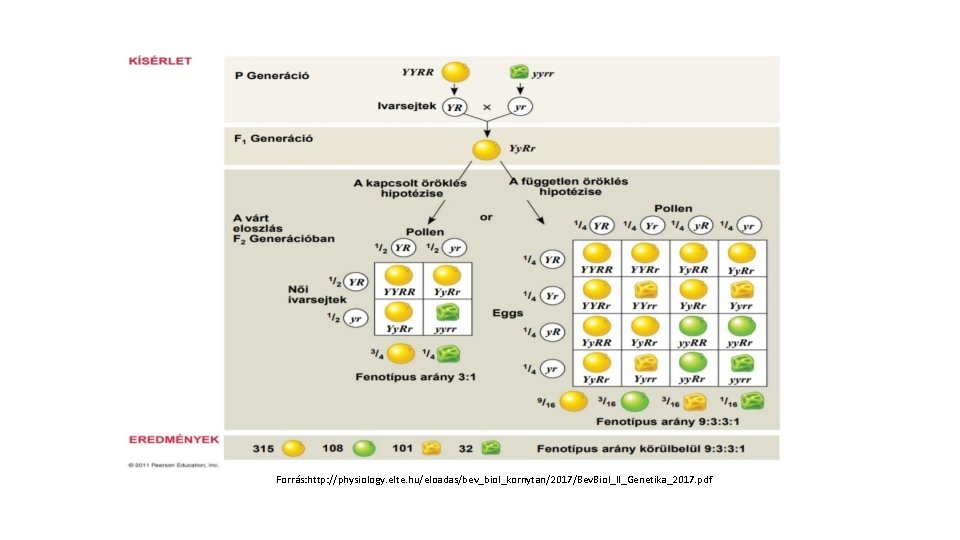 Forrás: http: //physiology. elte. hu/eloadas/bev_biol_kornytan/2017/Bev. Biol_II_Genetika_2017. pdf 