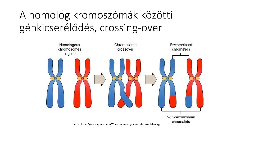 A homológ kromoszómák közötti génkicserélődés, crossing-over Forrás: https: //www. quora. com/What-is-crossing-over-in-terms-of-biology A homológ kromoszómák közötti génkicserélődés, crossing-over Forrás: https: //www. quora. com/What-is-crossing-over-in-terms-of-biology